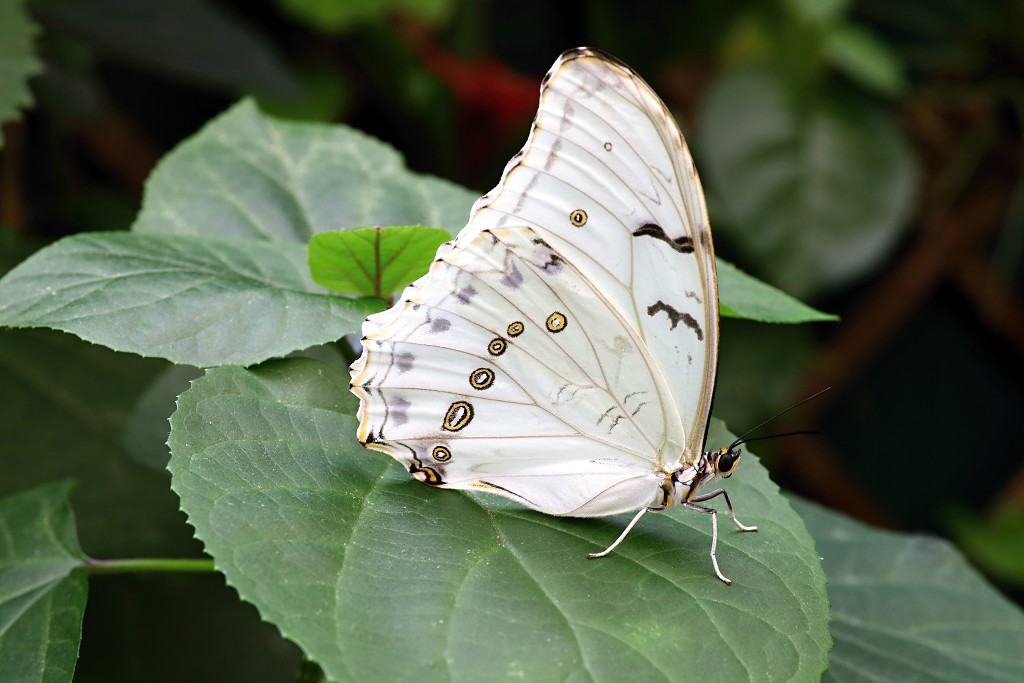 vlinder vlinders hdr insect insecten nederland uitheems Lepidoptera rups rupsen vlindertuin natuur